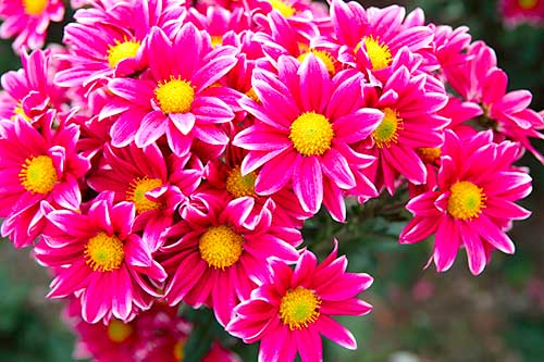 bright pink chrysanthemum