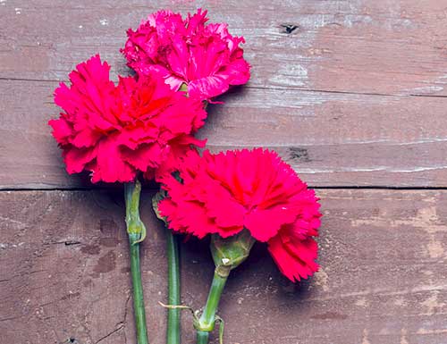 carnations for funerals