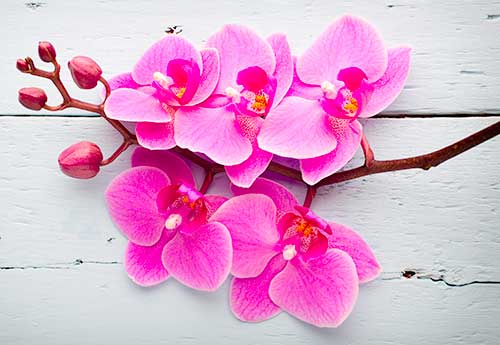 pink orchid stem