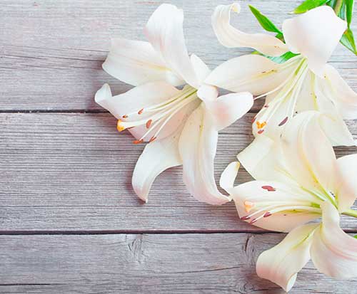 white lily suitable for funeral flowers