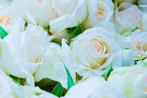 white roses for a funeral